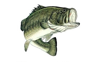Hayward Bass League